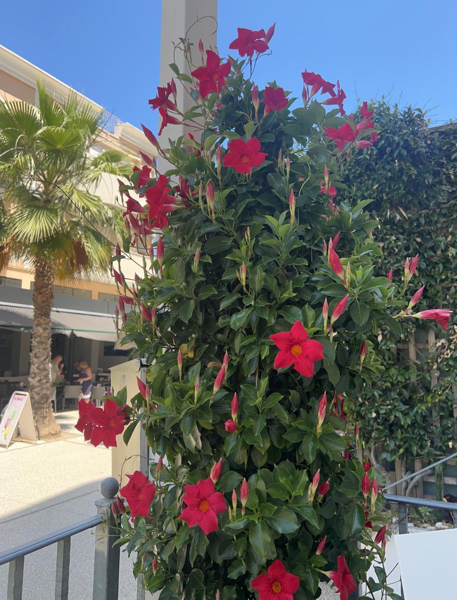 Hotel Sorriso Cattolica Exterior photo